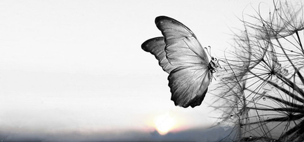 "Бабочка и одуванчик", фотокартина (репродукция)