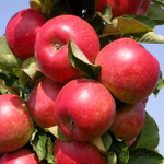 Яблоня колоновидная Арбат