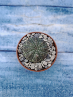 Euphorbia Obesa (Эуфорбия)