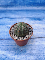 Euphorbia Obesa (Эуфорбия)