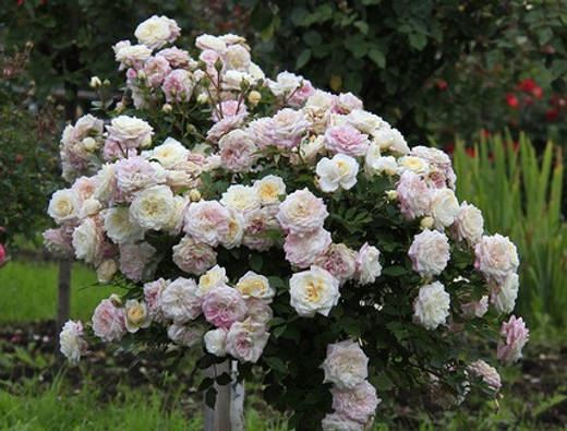 Роза Буке Парфе штамб 1140-150 см Закупка М21 весна 2026