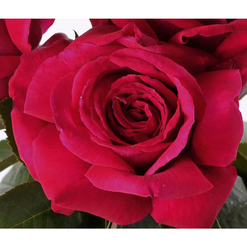 Гранди Джардини Италиани (Grandi Giardini Italiani)