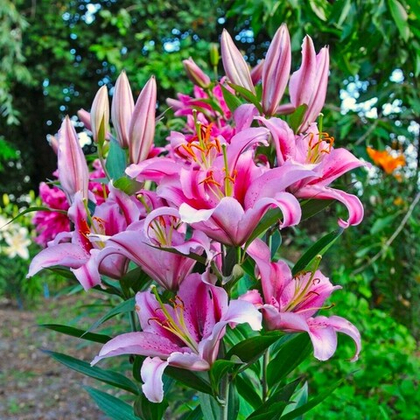 Лилия Джейберд восточная 1шт