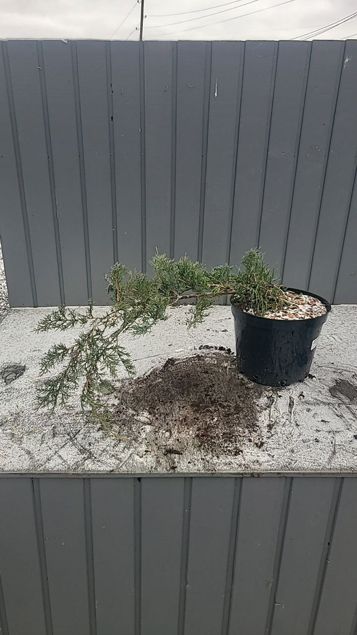 Можжевельник Пфитцериана Глаука С5л Закупка М35 наличие 2026