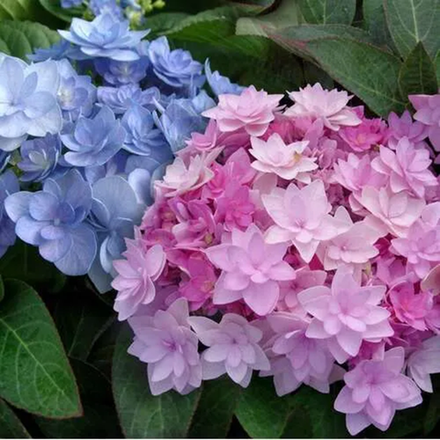 You & Me Romance («Ю энд Ми Романс») Р12 Европа2026