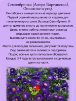 Сентябринка Астра виргинская