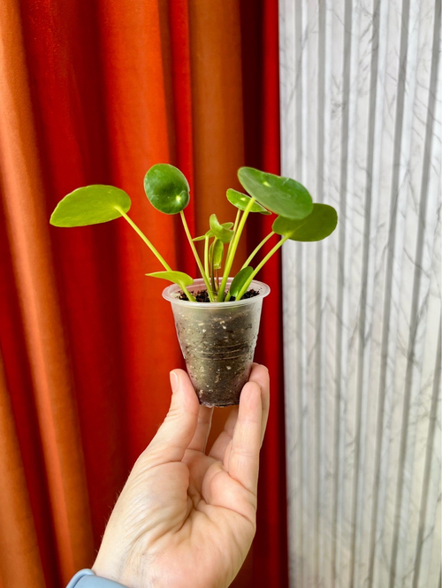 Пилея пеперомиевидная, D5см Н10см, 1шт, Urban Jungle