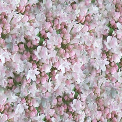 Цветы вишни