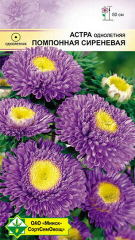 Астра помпонная "Сиреневая" 0.3г., Германия.