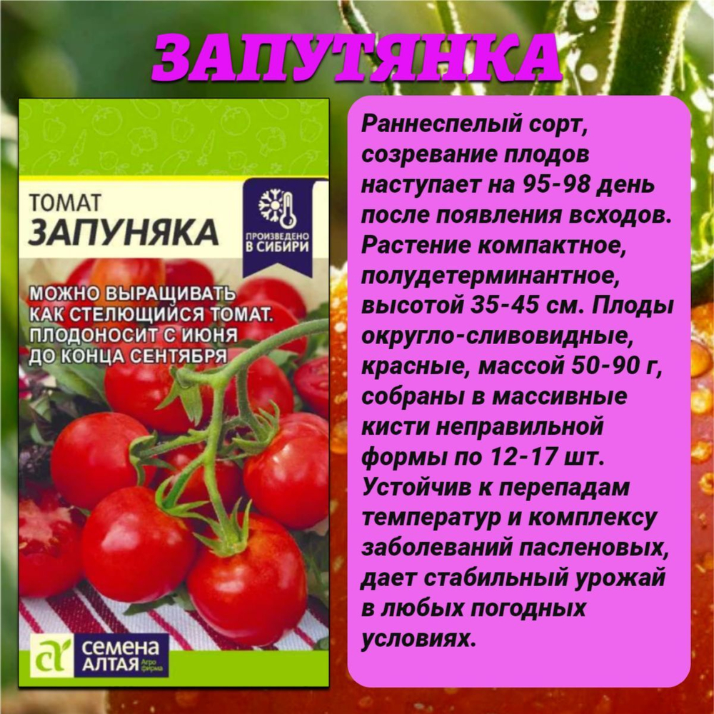 Лучшие сорта томата. Семена Алтая