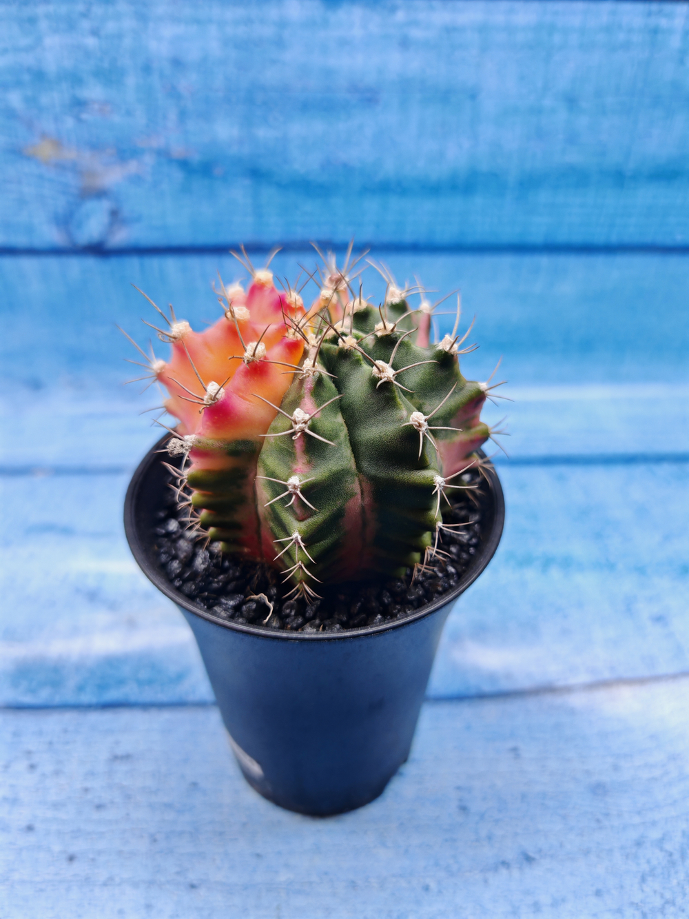 Gymnocalycium Variegata (Гимнокалициум Вариегатный)