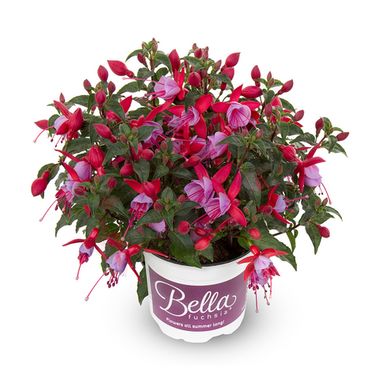 3505 Фуксия BELLA FUCHSIA NIKITA (Весна 24)