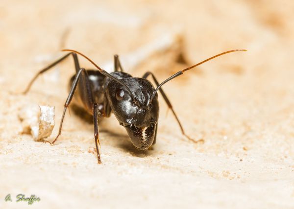 Camponotus fellah