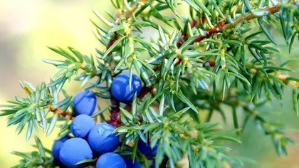 Ягоды можжевельника