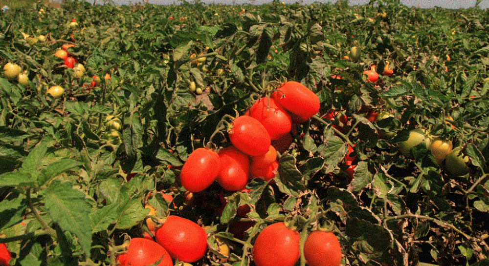 Велоз F1 семена томата полудетерминантного (Seminis / Семинис)