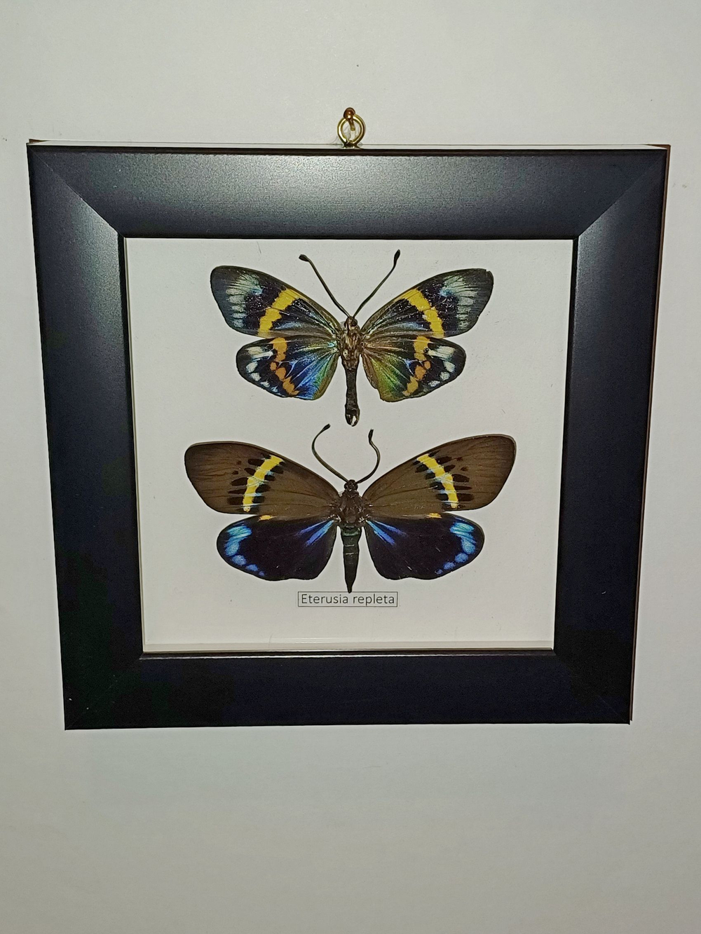 Бабочка Eterusia repleta пара в рамке