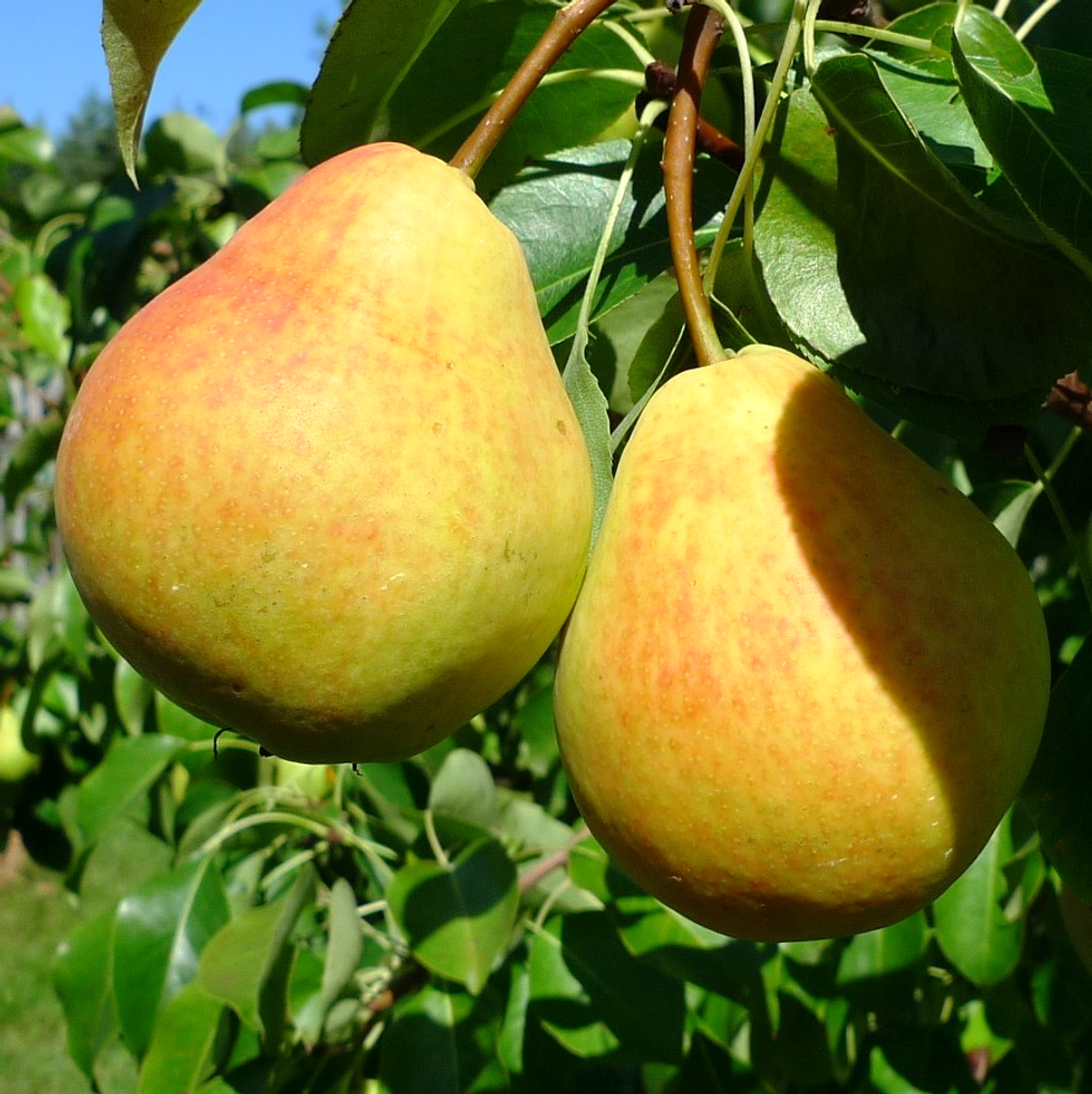 Груша Лада Груша Лада