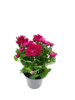 Хризантема