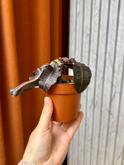 Эуфорбия Франкози, D8см Н15см, 1шт, Urban Jungle (2962)