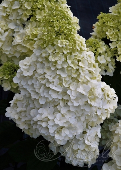 Гортензия метельчатая Мэджикал Мунлайт (Magical Moonlight)