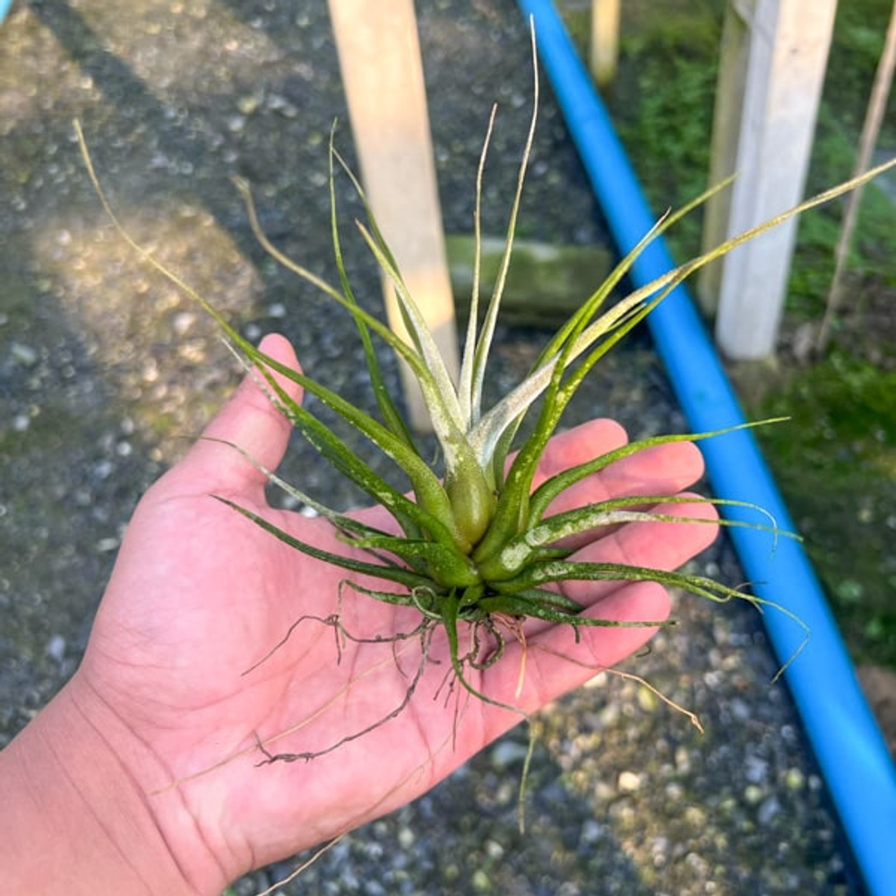 Тилландсия ehlersiana