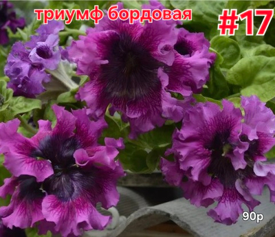 РАССАДА ПЕТУНИИ ТРИУМФ БОРДОВАЯ № 17