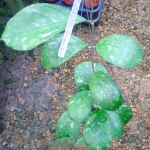 Хойя DEYKEI x CHICKENFARM