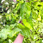 Сингониум MANGO GREEN ON GREEN