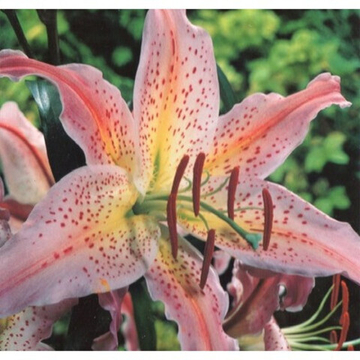 Лилия Песаро