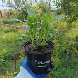 Космея шоколадная на горшке 1л