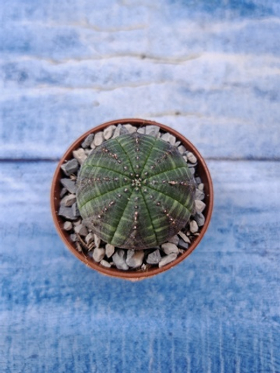 Euphorbia Obesa (Эуфорбия)