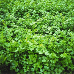 Афина семена сельдерея (Bejo / Бейо)