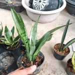 Сансевиерия SILVER ANGEL