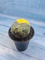 Astrophytum Asterias variagate (Астрофитум)