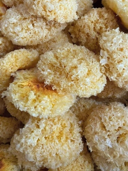 Древесный гриб коралловый Тремелла 100 г