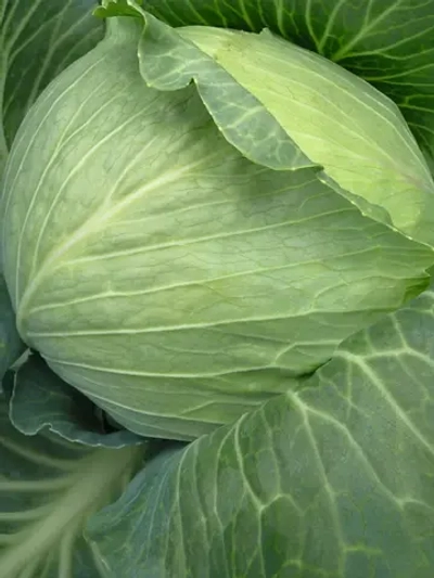 Рамада F1 семена капусты белокочанной (Bejo / Бейо)