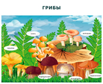 Комплект развивающий Природа: Грибы. Ягоды. Цветы 2202