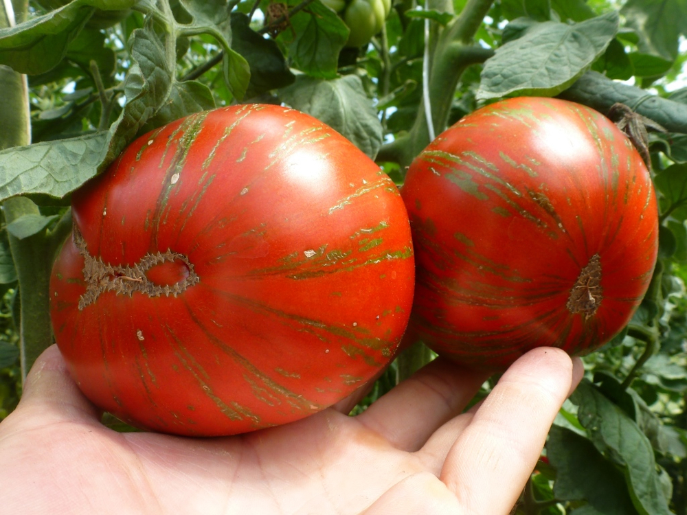 Помидоры Chocolate Stripes