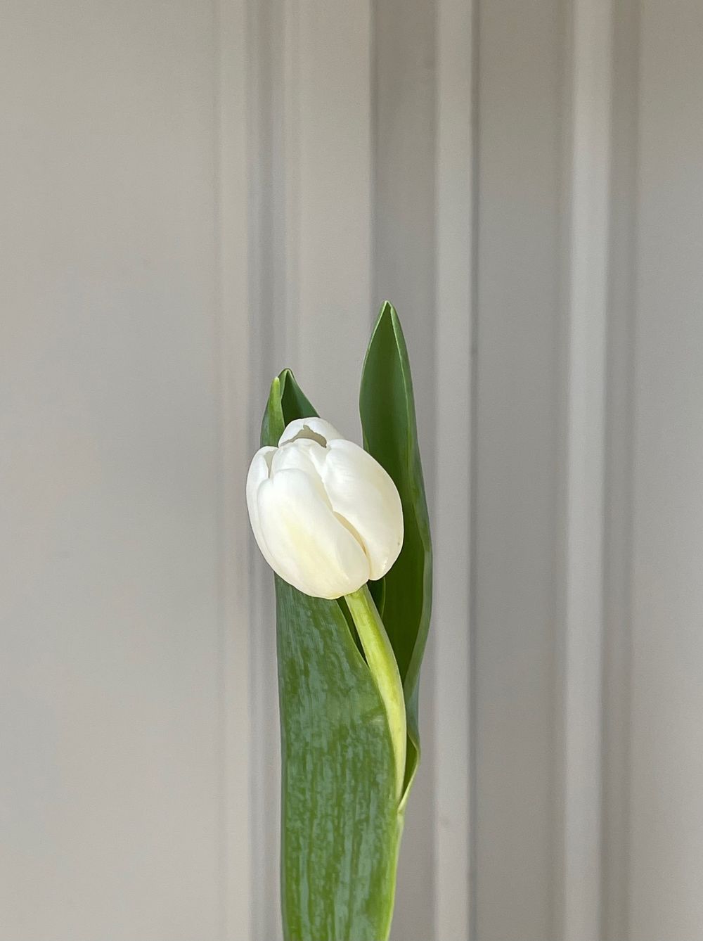 Тюльпан белый