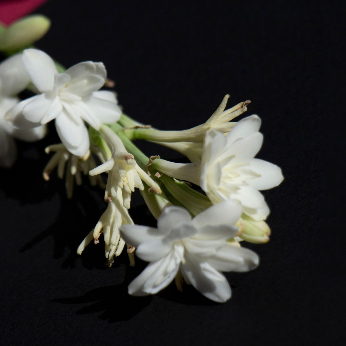 тубероза Жемчужина (Polianthes tuberosa The Pearl) — в горшочке — пора высаживать