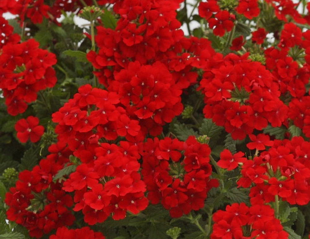 В3 Вербена Vanessa Red