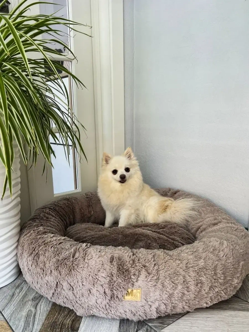 Лежанка для кошек лежак для собак домик