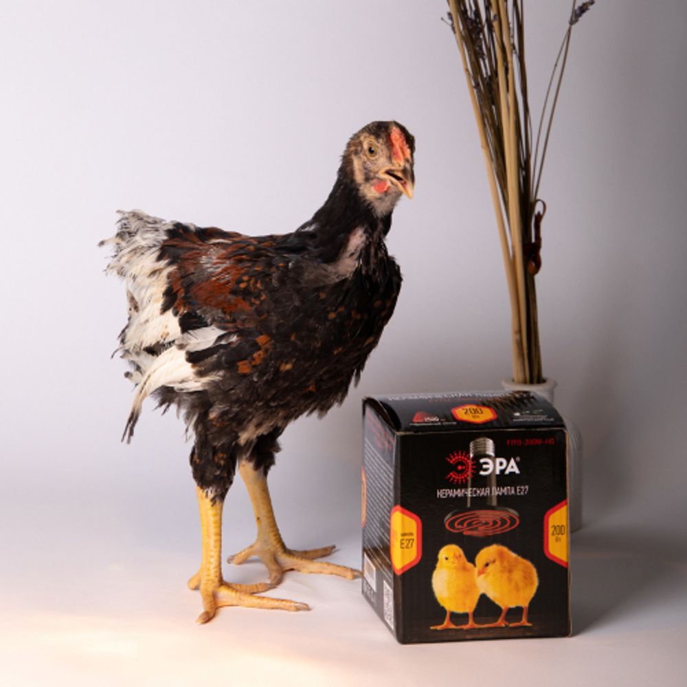 Инфракрасная лампа ЭРА ЭРА FITO-50W-НQ керамическая серии CeramiHeat модель RX для брудера, рептилий 50 Вт Е27 | Инфракрасные лампы