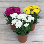 Хризантема микс