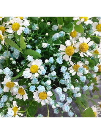 Композиция из ромашки и гипсофилы Ромашковое облако