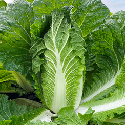 Маррио F1 семена капусты пекинской (Syngenta / Сингента)