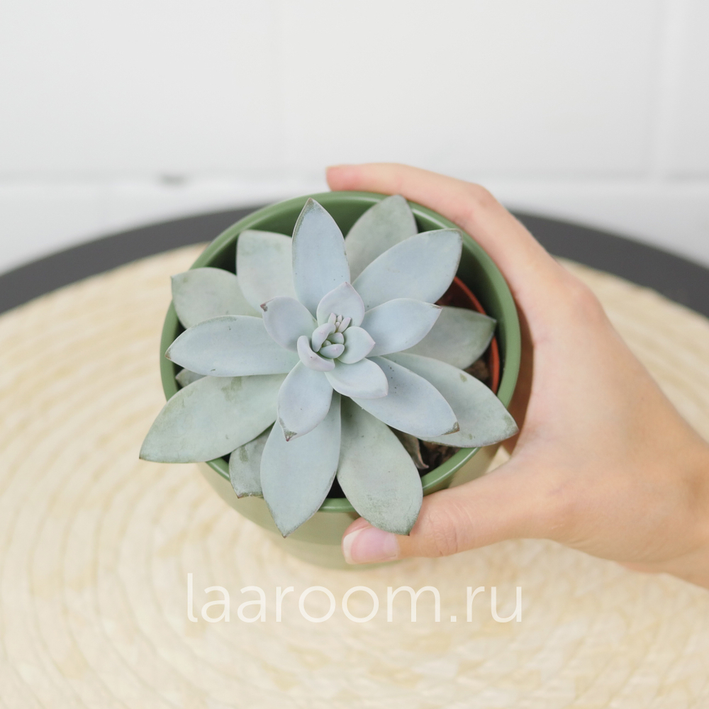 Пахиверия Экзотика d8