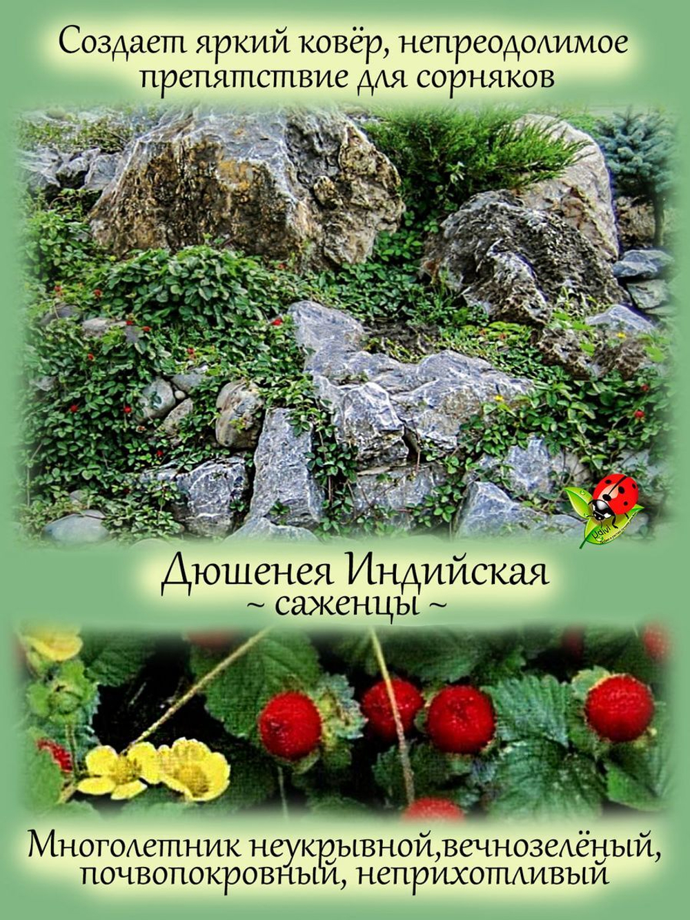 Дюшенея Лапчатка индийская земляника многолетник