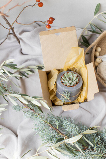 Новогодний набор с суккулентом № 7