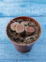 Lithops sp. (Литопсы)
